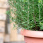 Rosmarino officinale