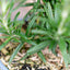 Rosmarino officinale