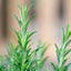 Rosmarino officinale