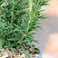 Rosmarino officinale