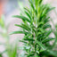 Rosmarino officinale