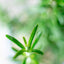 Rosmarino officinale