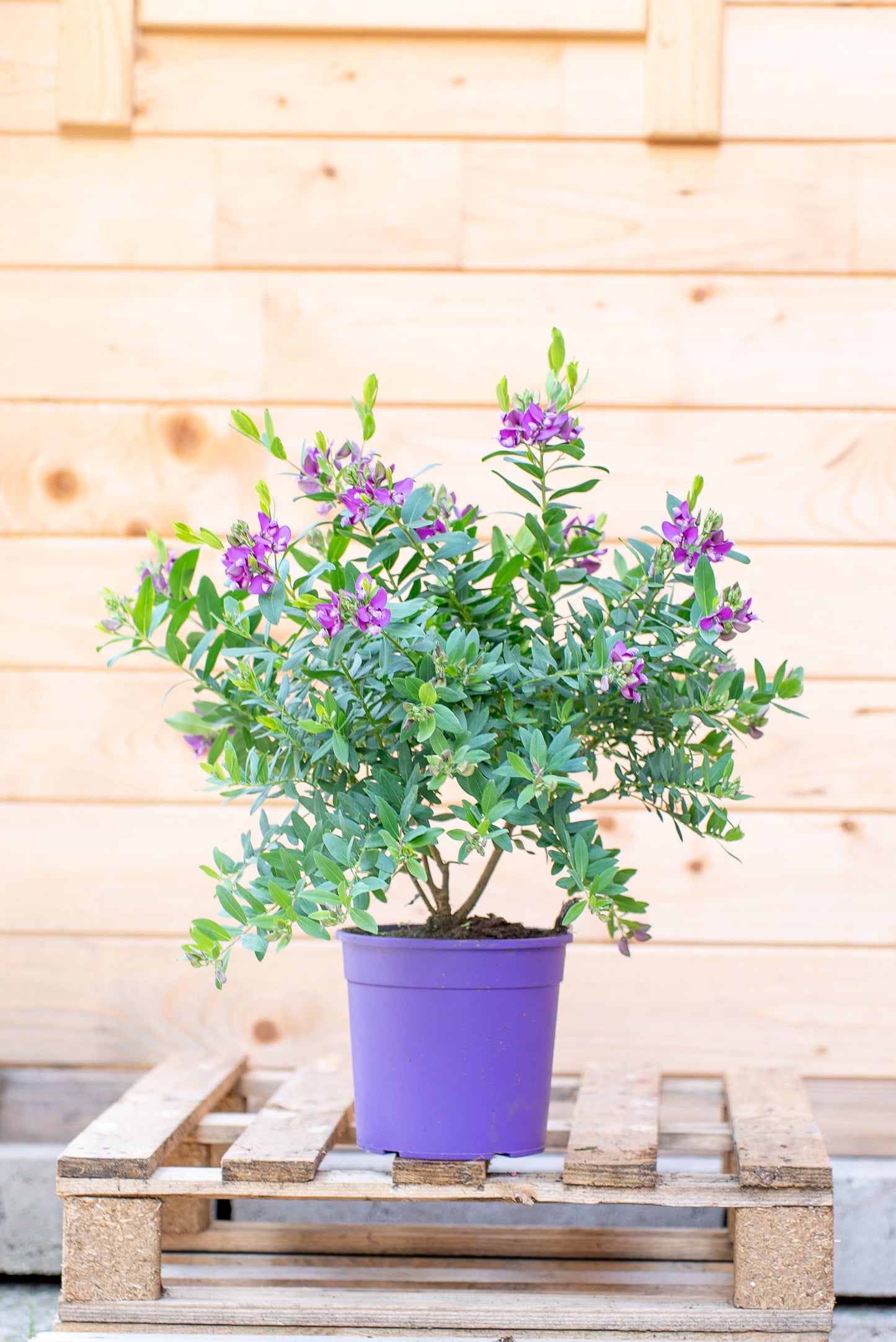 Polygala Myrtifolia