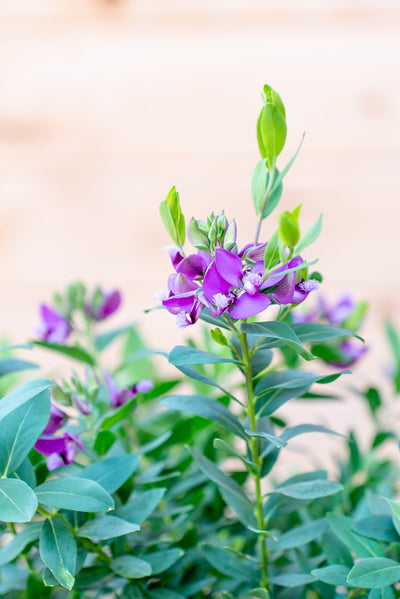 Polygala Myrtifolia