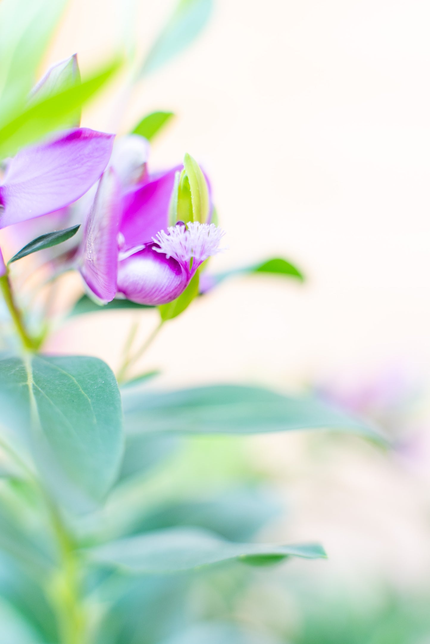 Polygala Myrtifolia