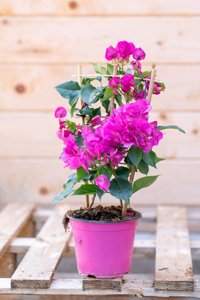 Bouganvillea Vera