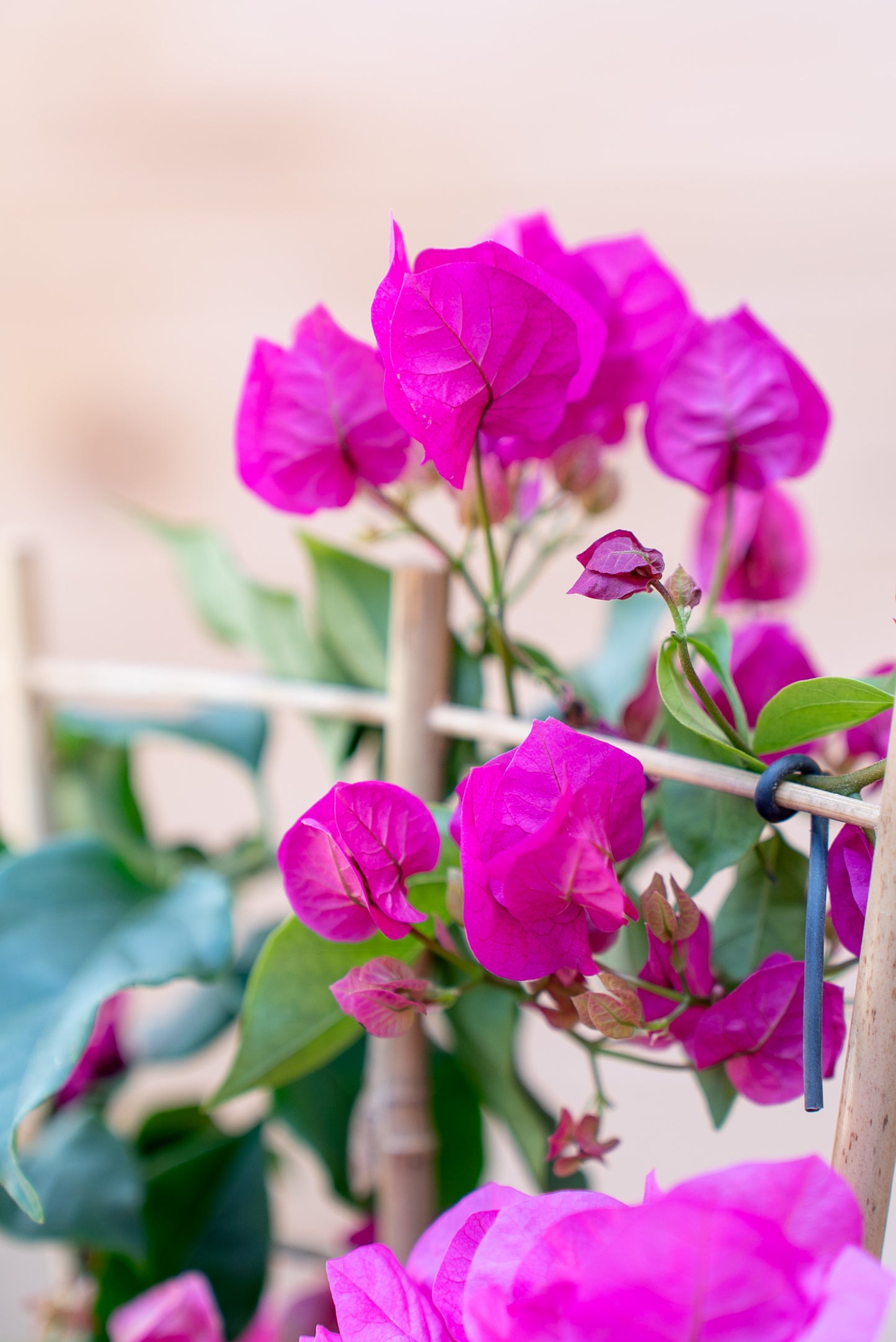 Bouganvillea Vera