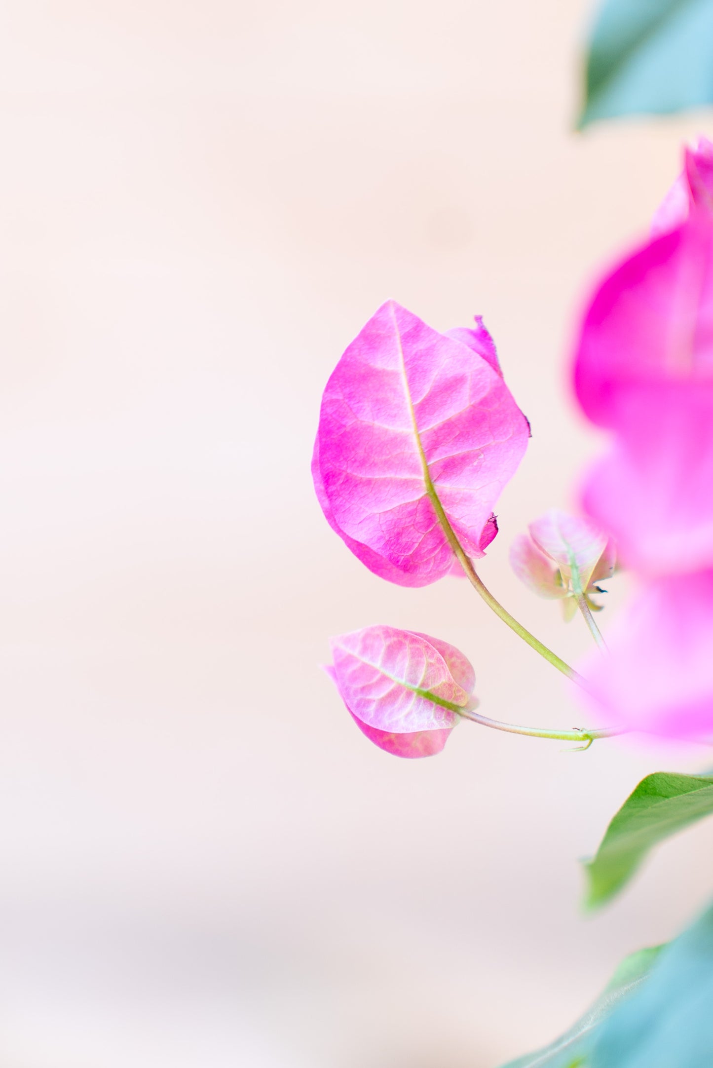 Bouganvillea Vera