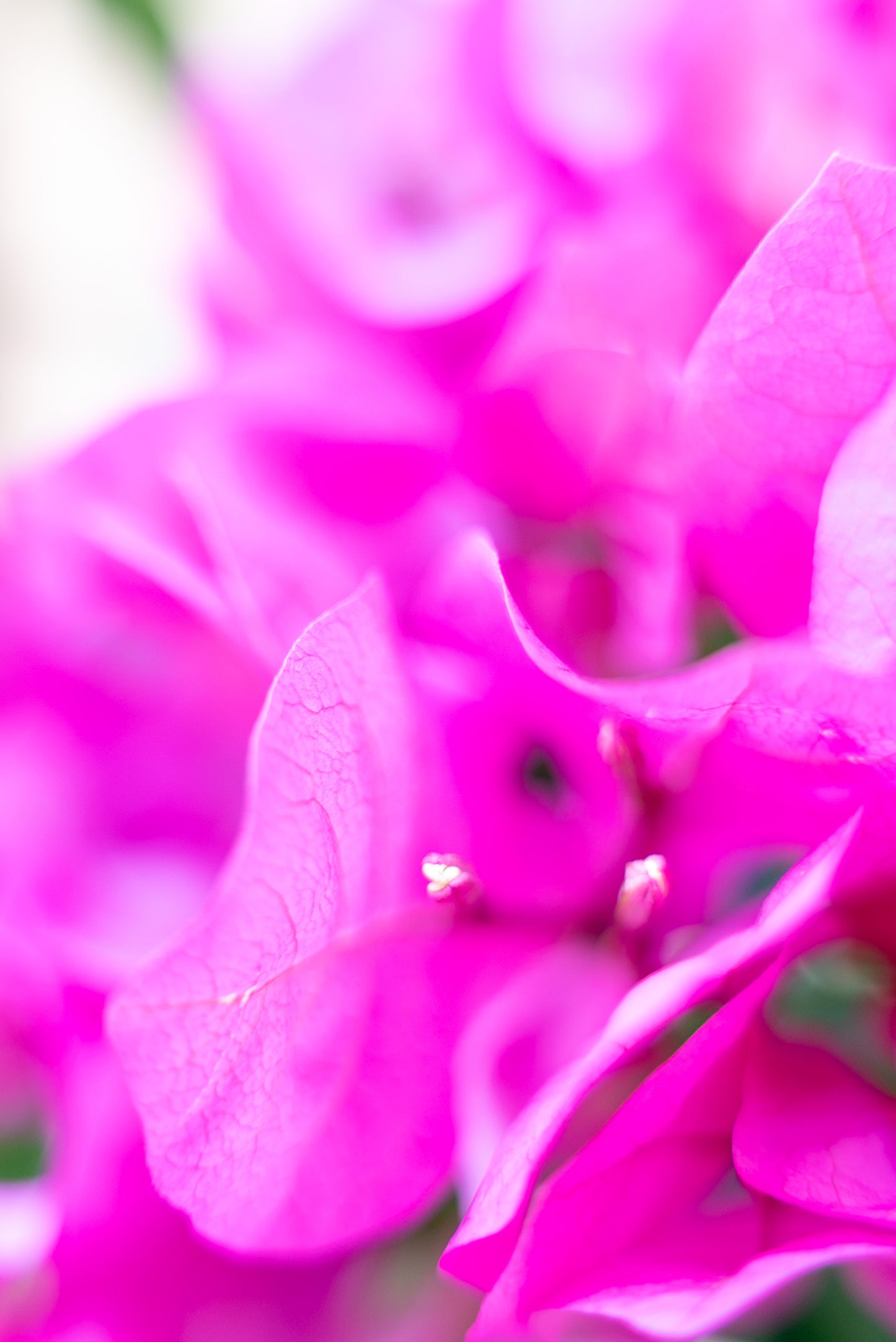 Bouganvillea Vera