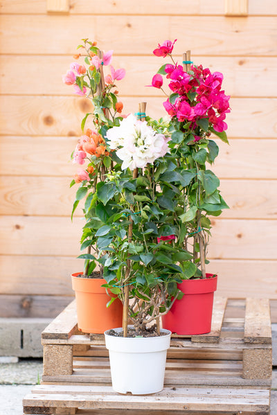 Bouganvillea Californiana