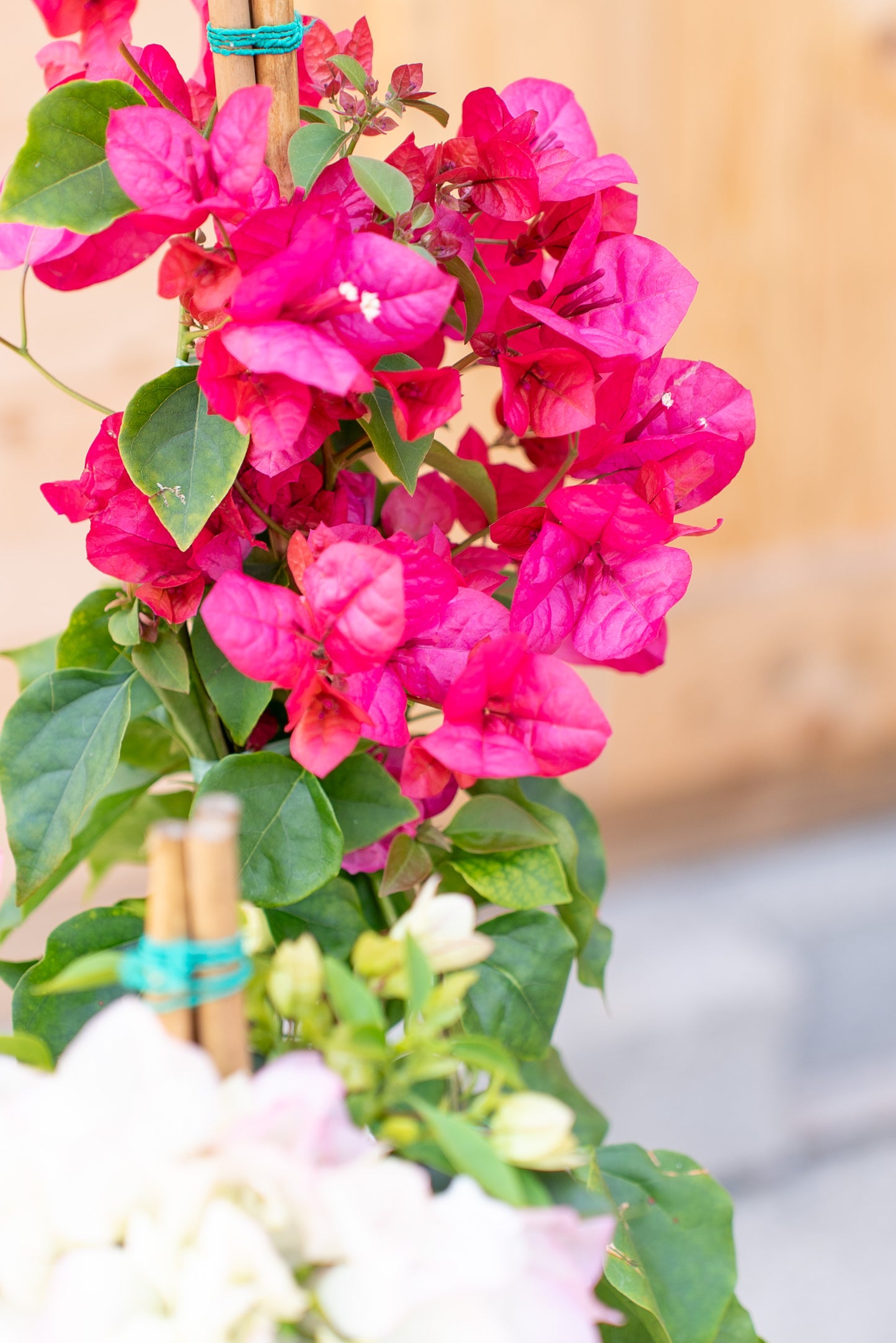 Bouganvillea Californiana