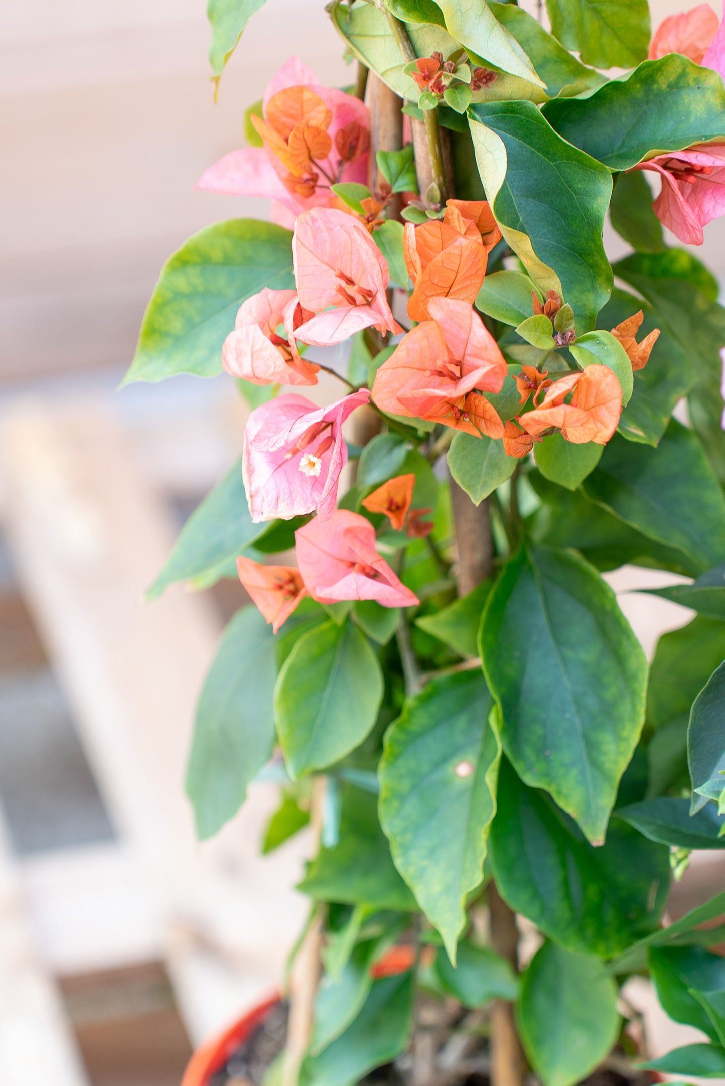 Bouganvillea Californiana