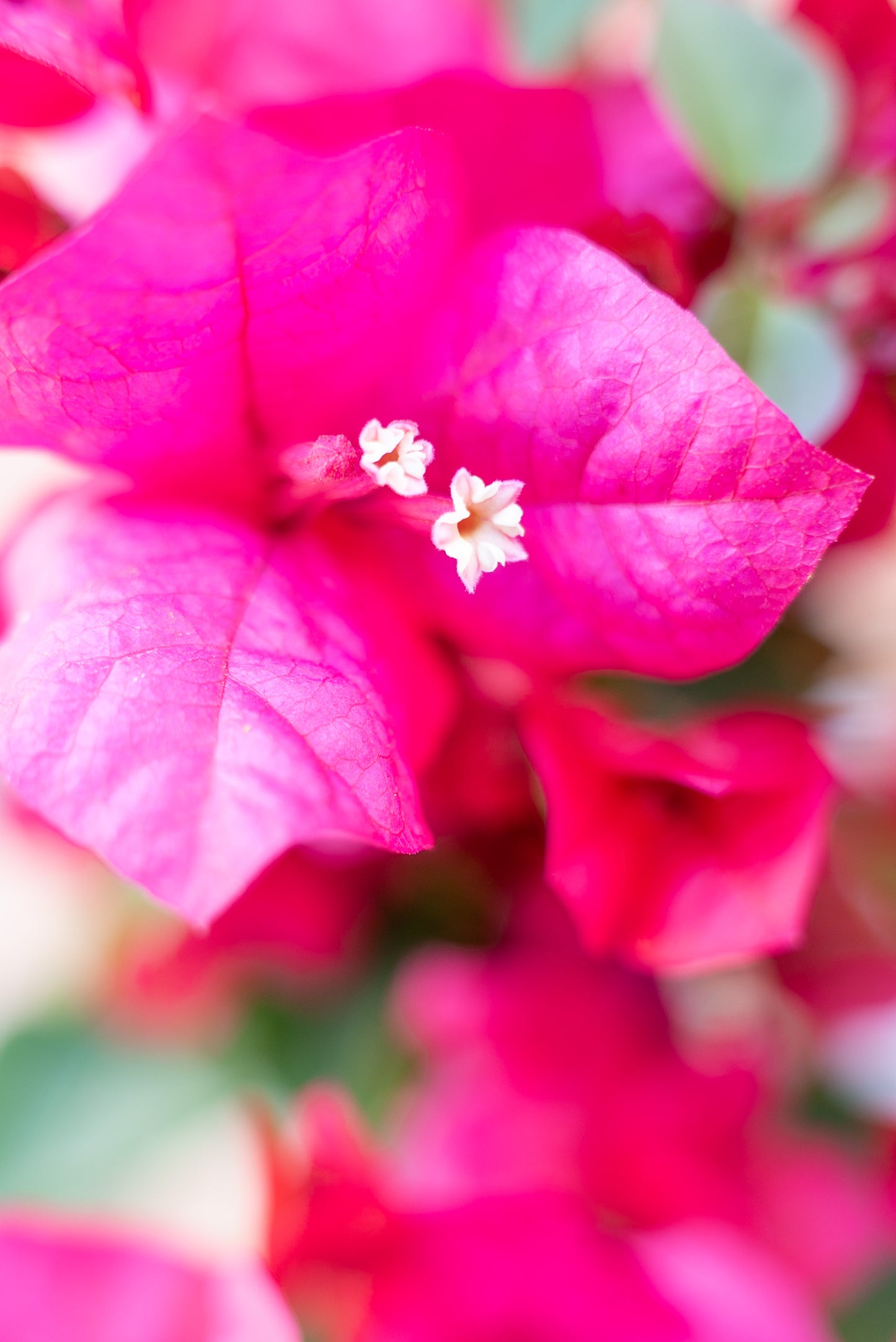 Bouganvillea Californiana