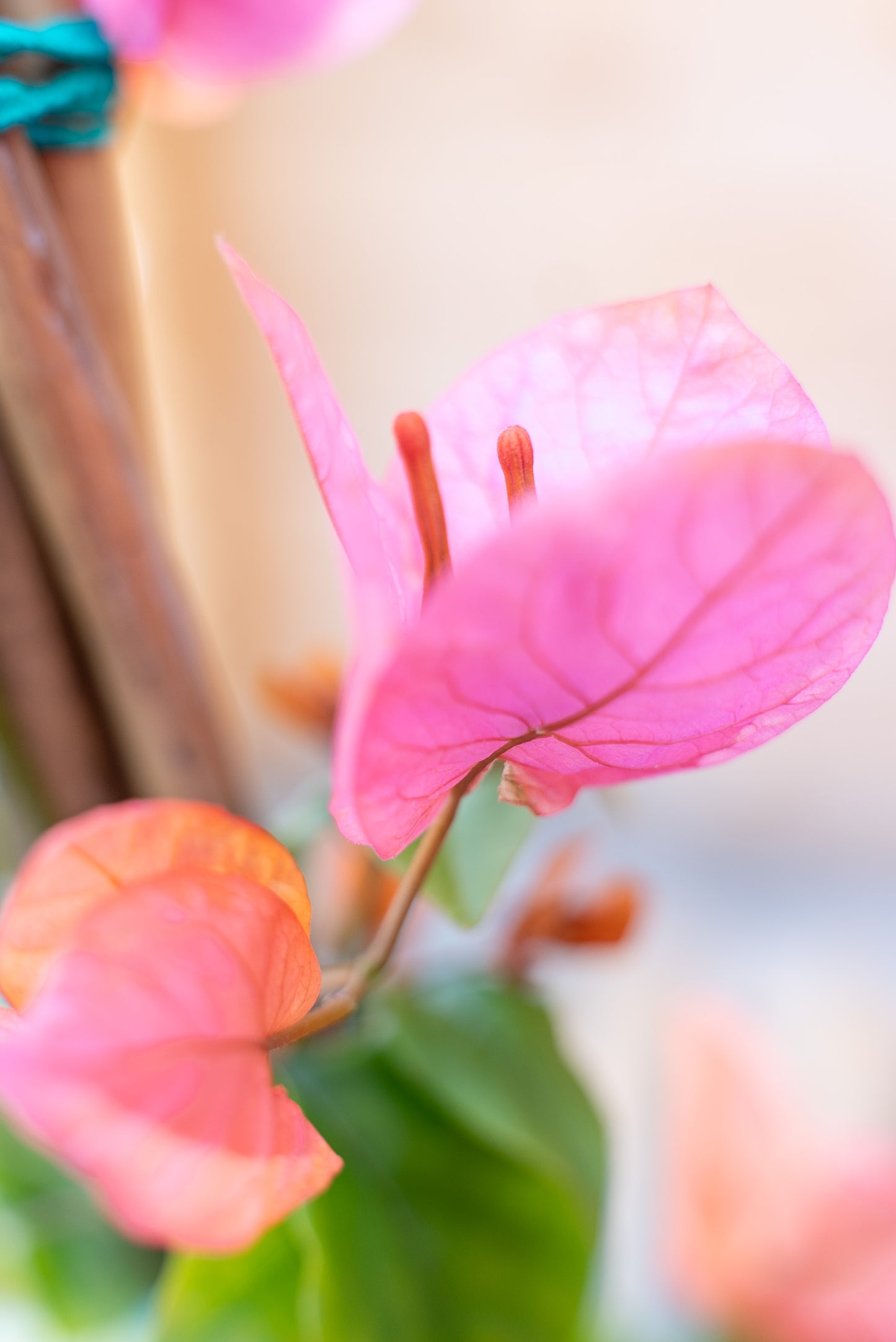 Bouganvillea Californiana