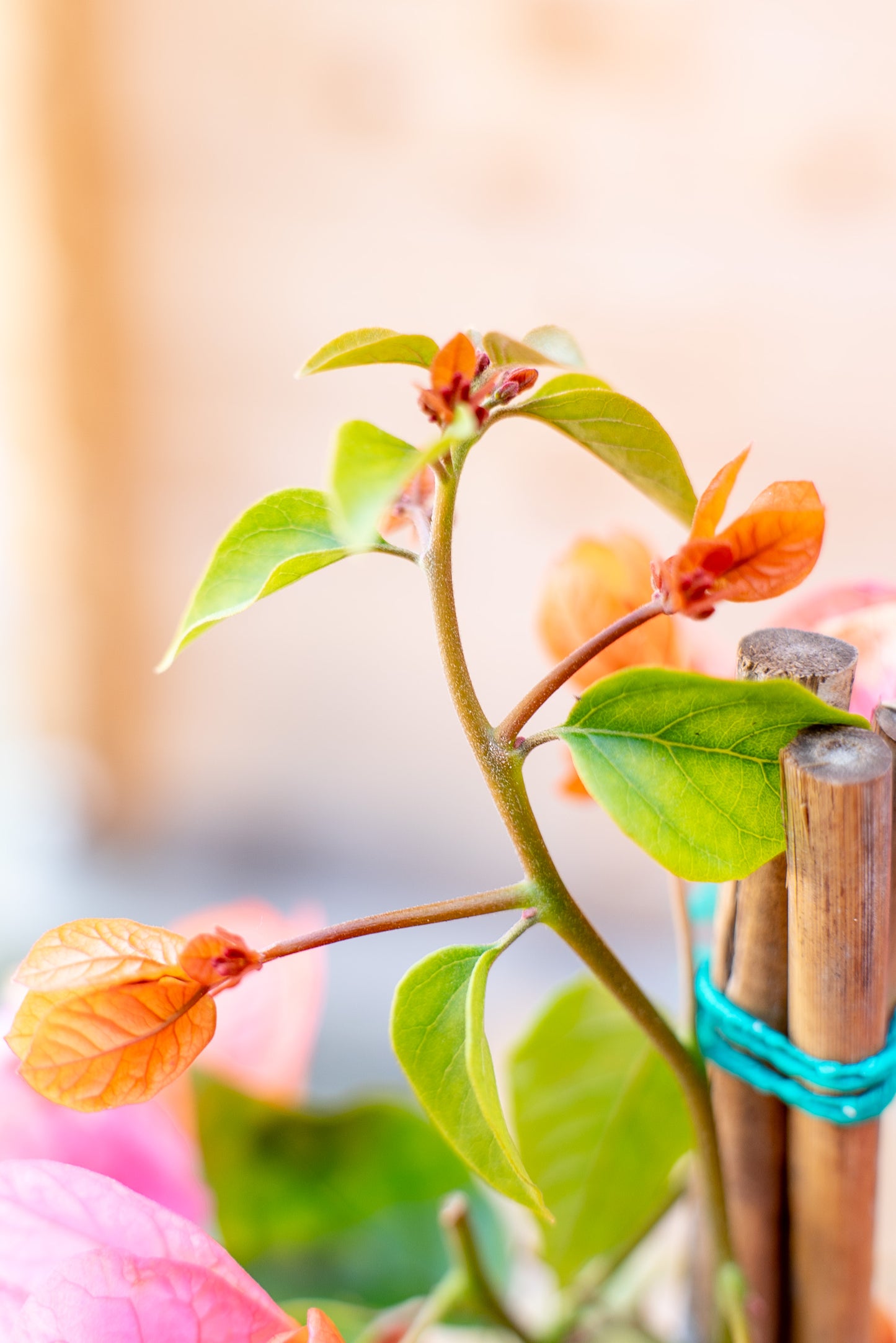 Bouganvillea Californiana