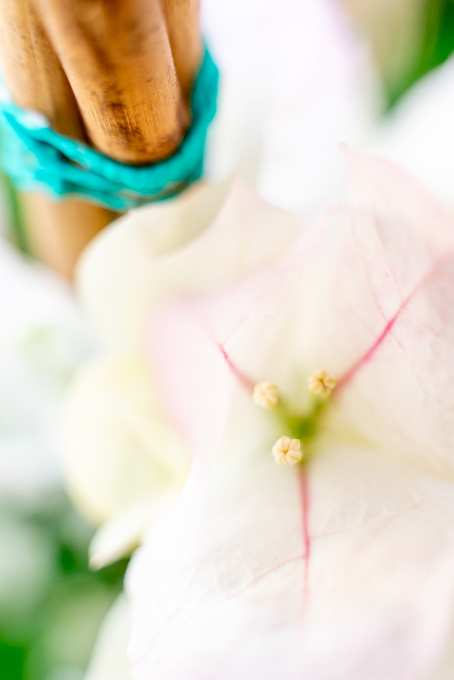 Bouganvillea Californiana