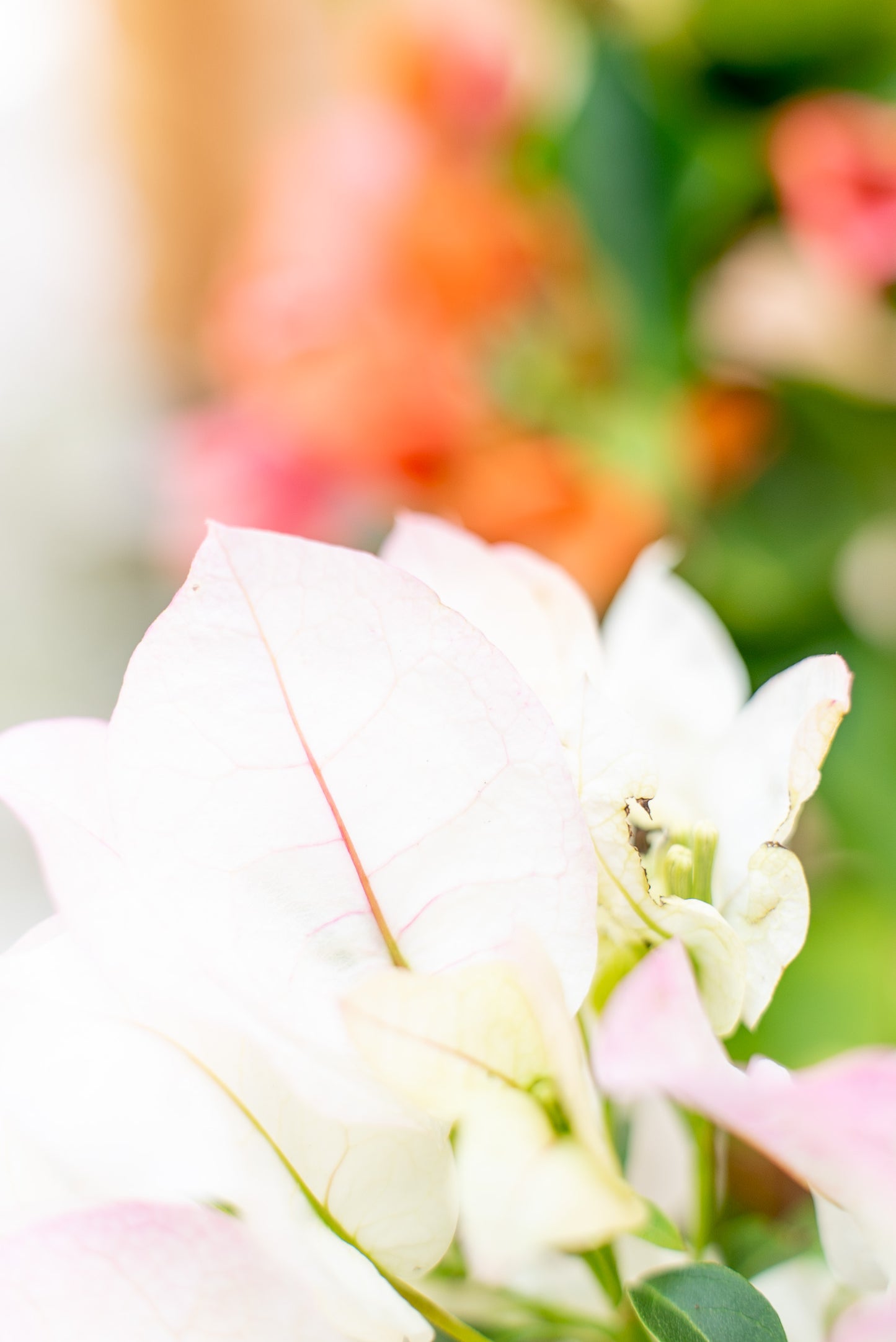 Bouganvillea Californiana