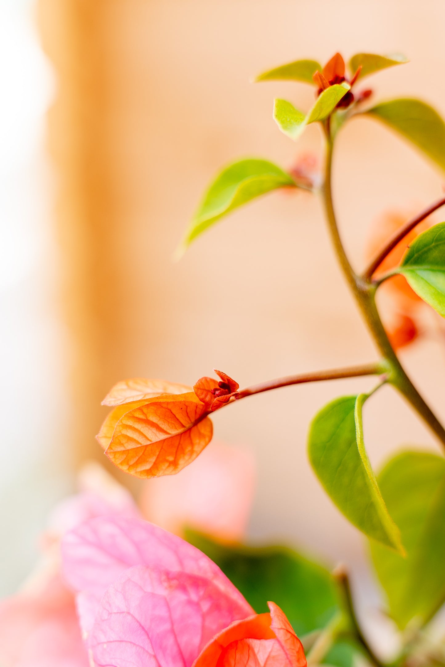 Bouganvillea Californiana