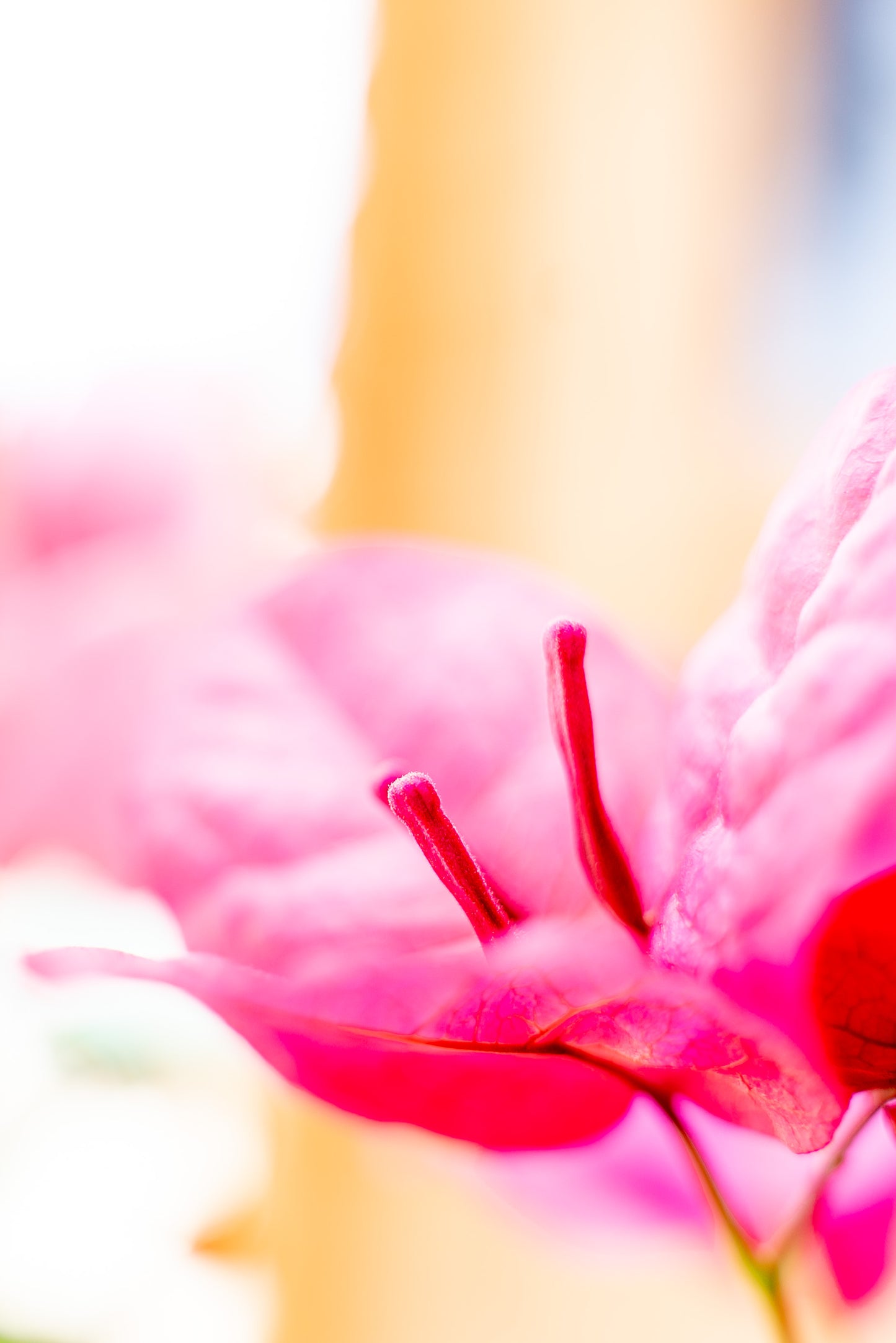 Bouganvillea Californiana