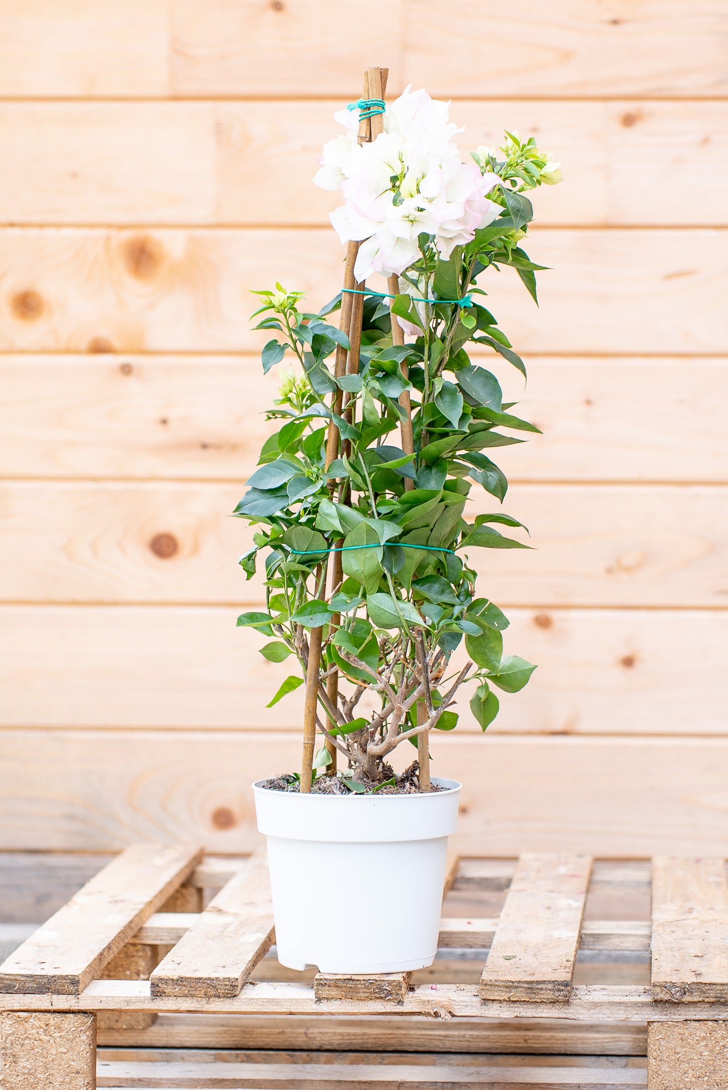 Bouganvillea Californiana