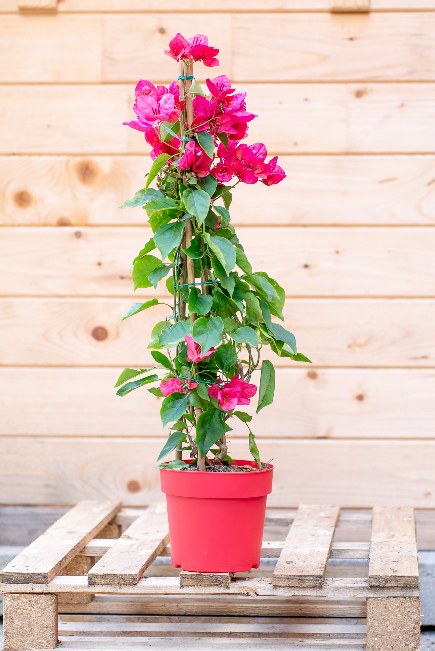 Bouganvillea Californiana