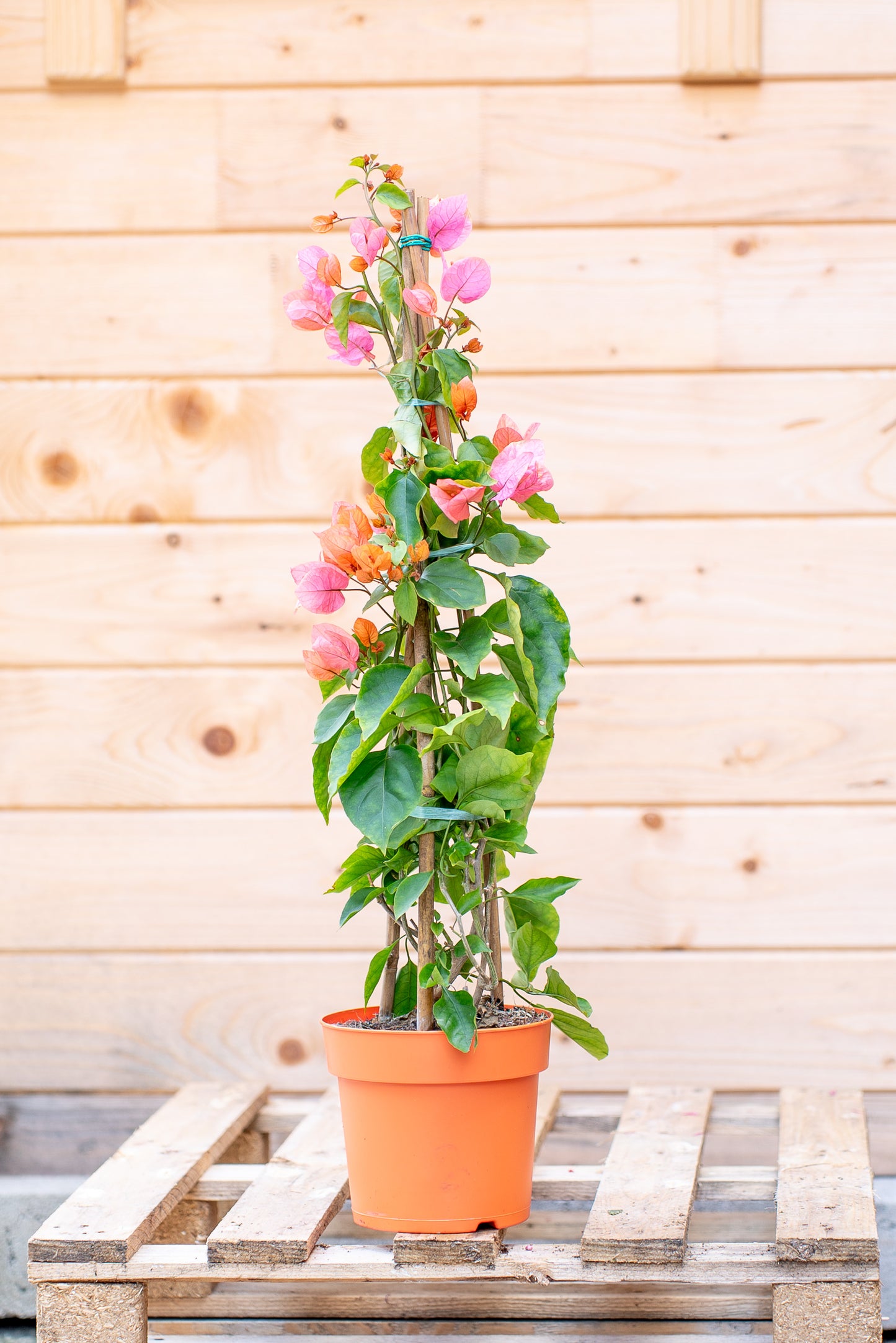 Bouganvillea Californiana