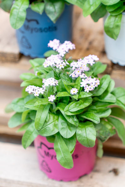 Non ti scordar di me (Myosotis sylvatica)