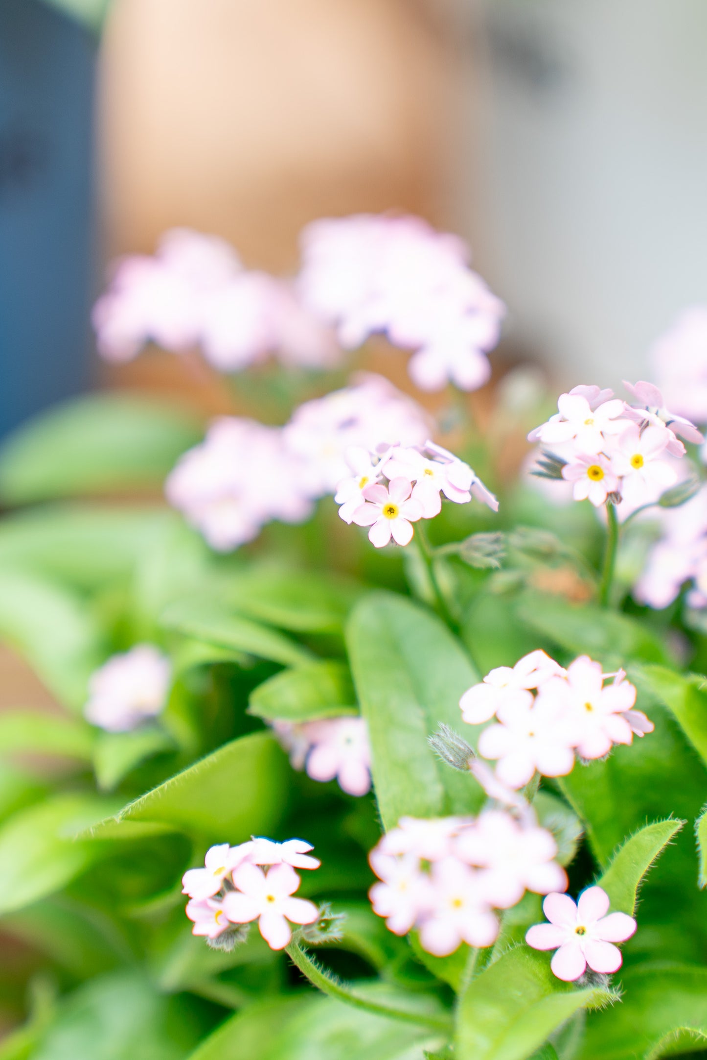 Non ti scordar di me (Myosotis sylvatica)