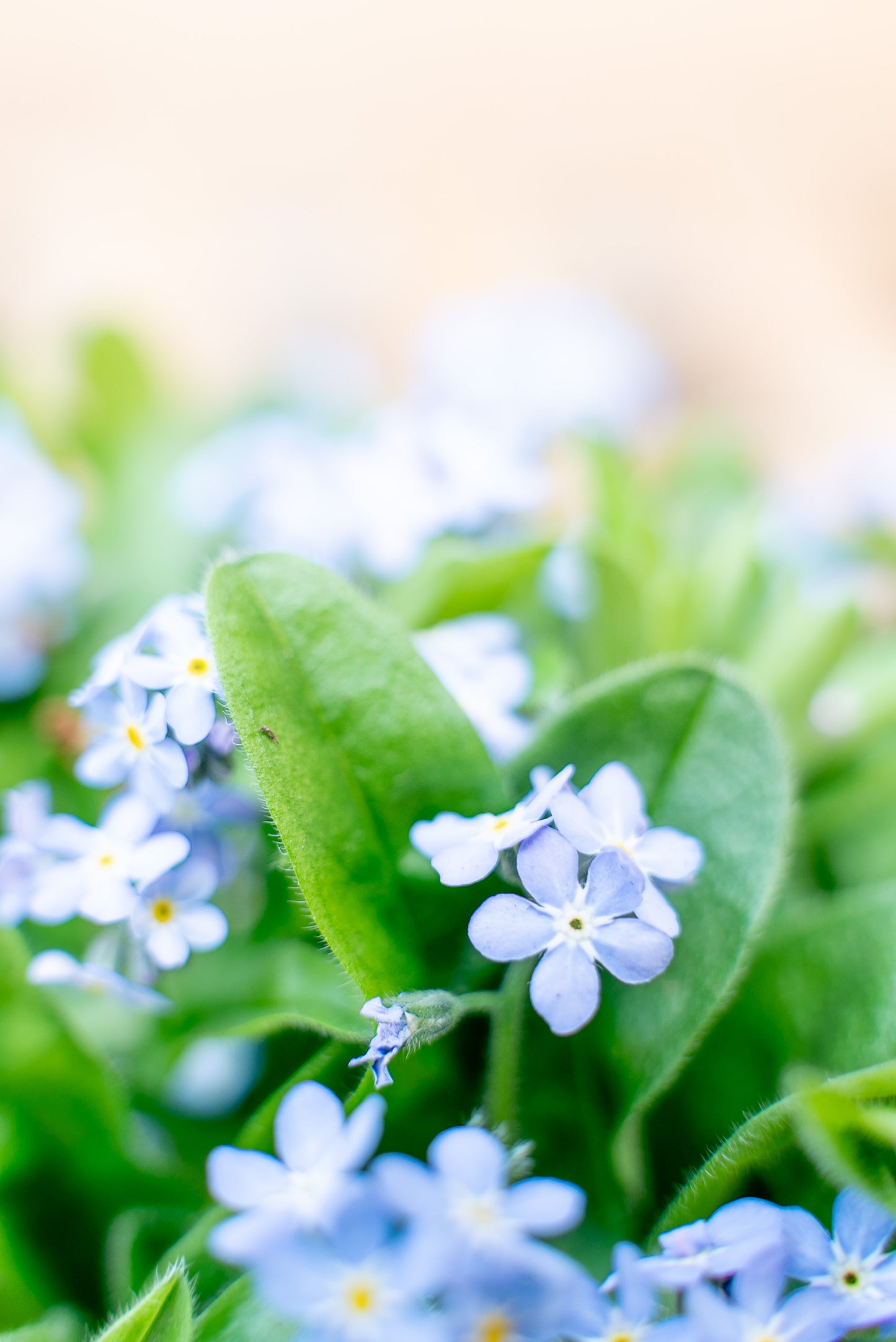 Non ti scordar di me (Myosotis sylvatica)