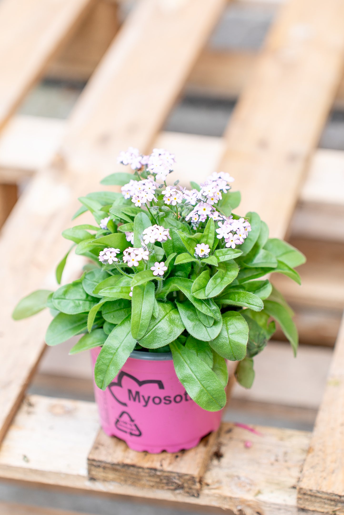 Non ti scordar di me (Myosotis sylvatica)