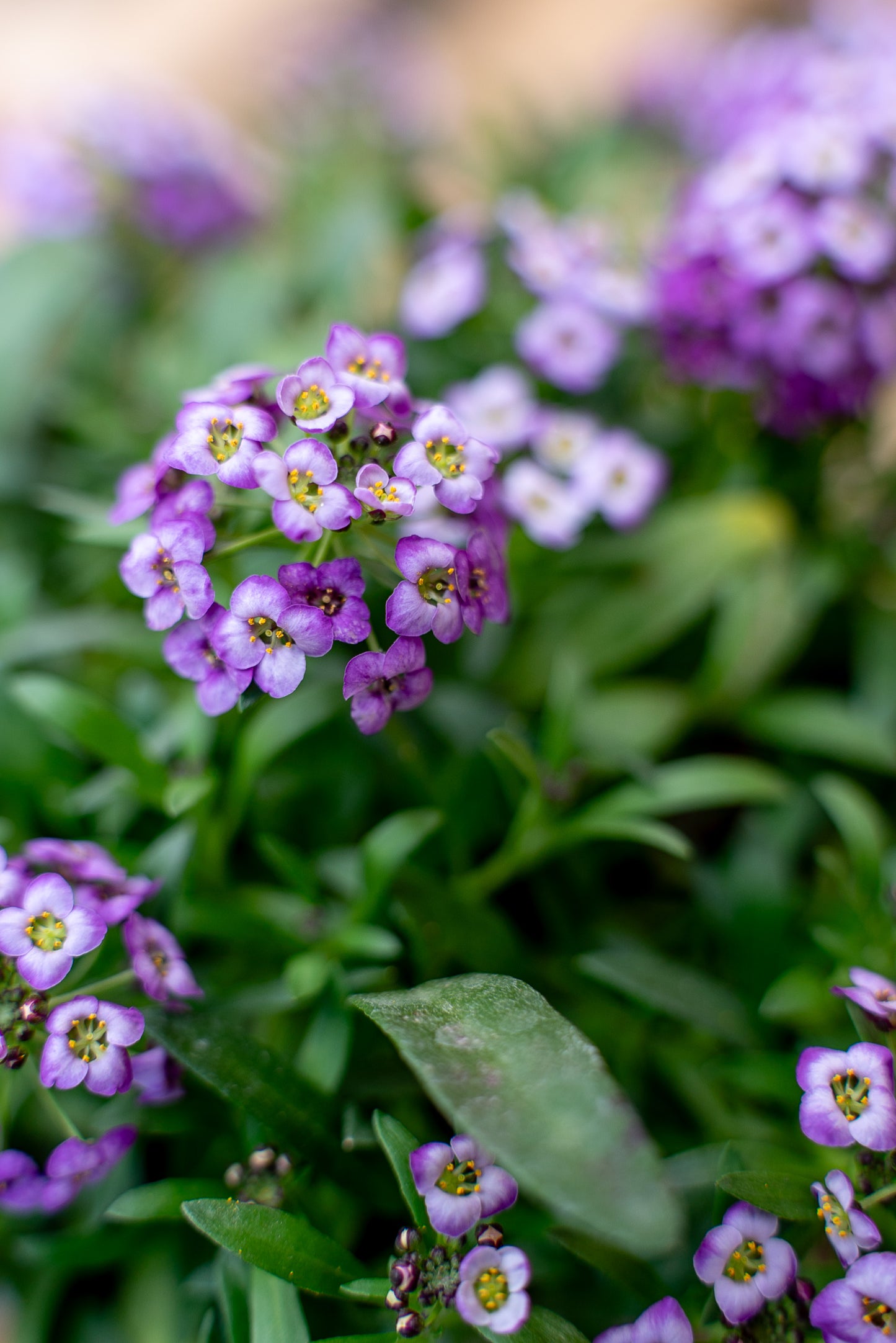 Lobularia