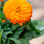 Calendula