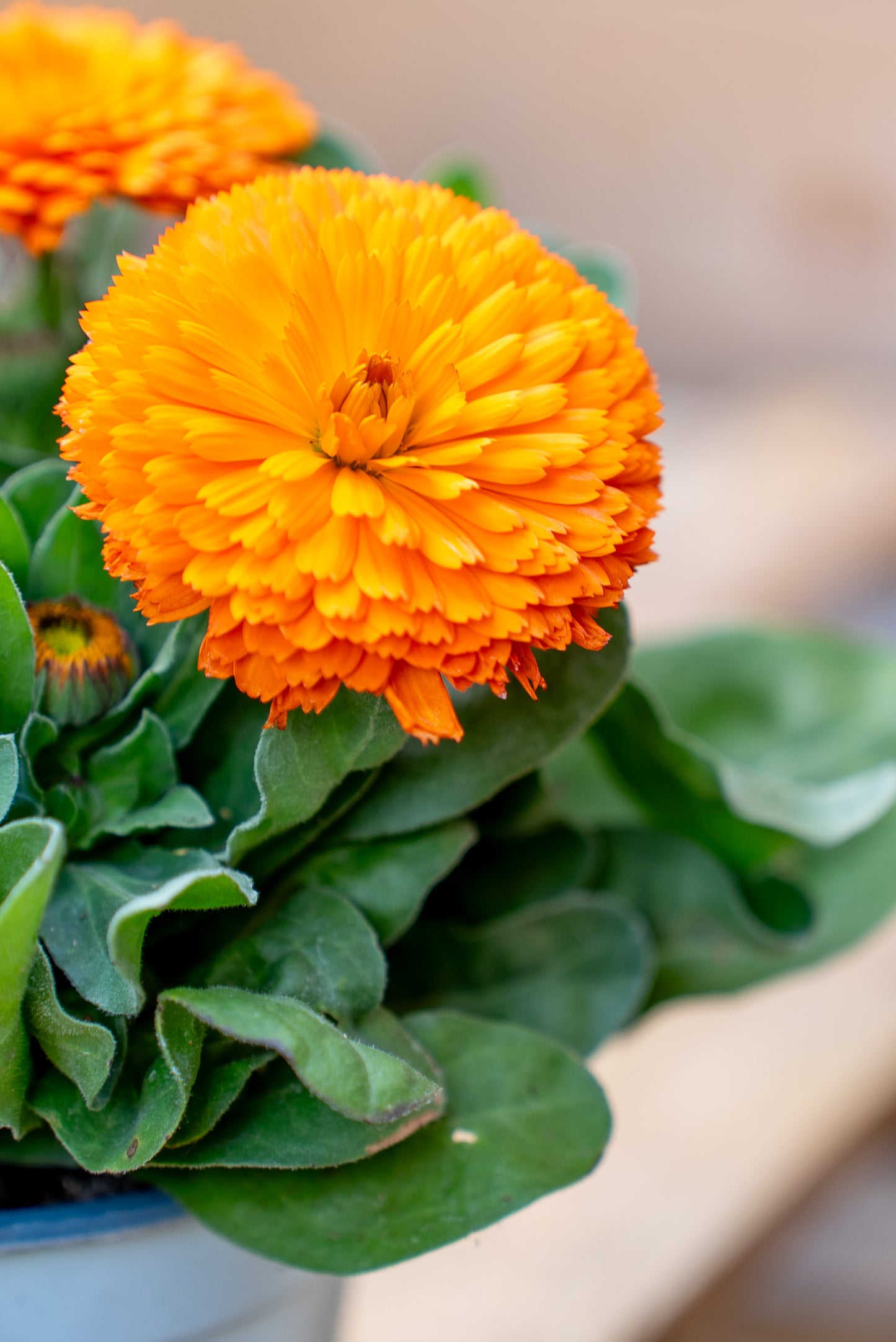 Calendula