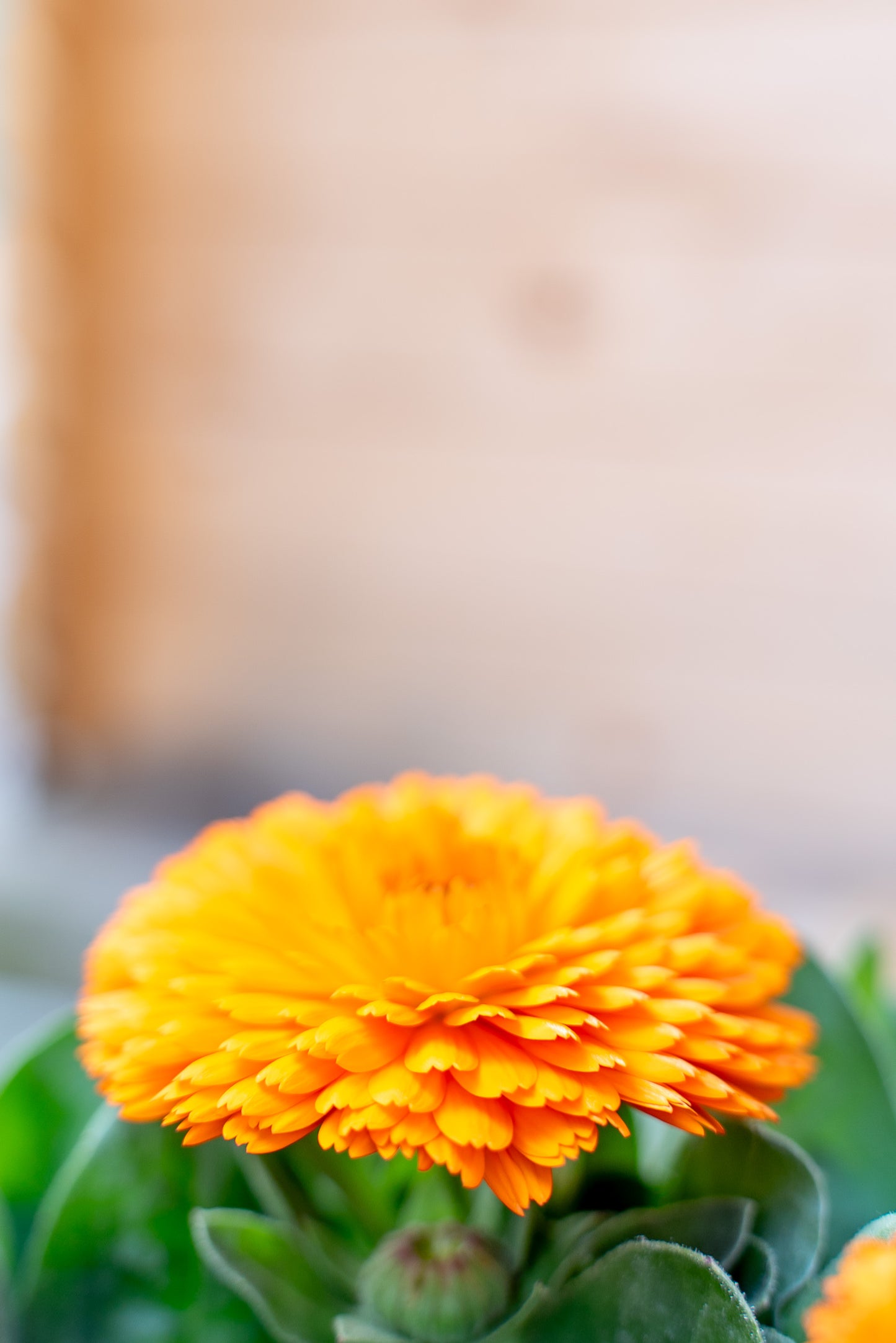 Calendula