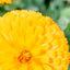 Calendula