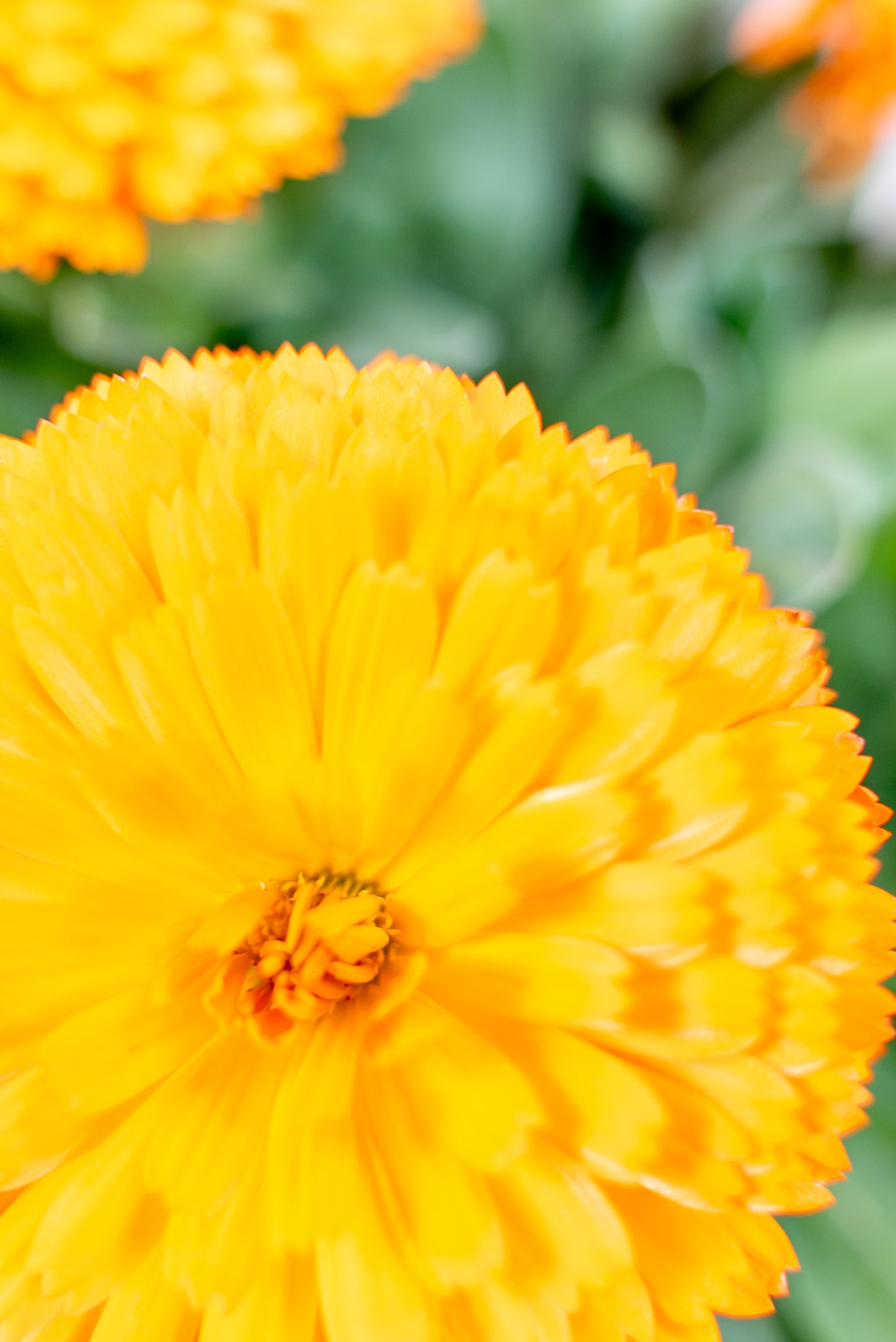 Calendula