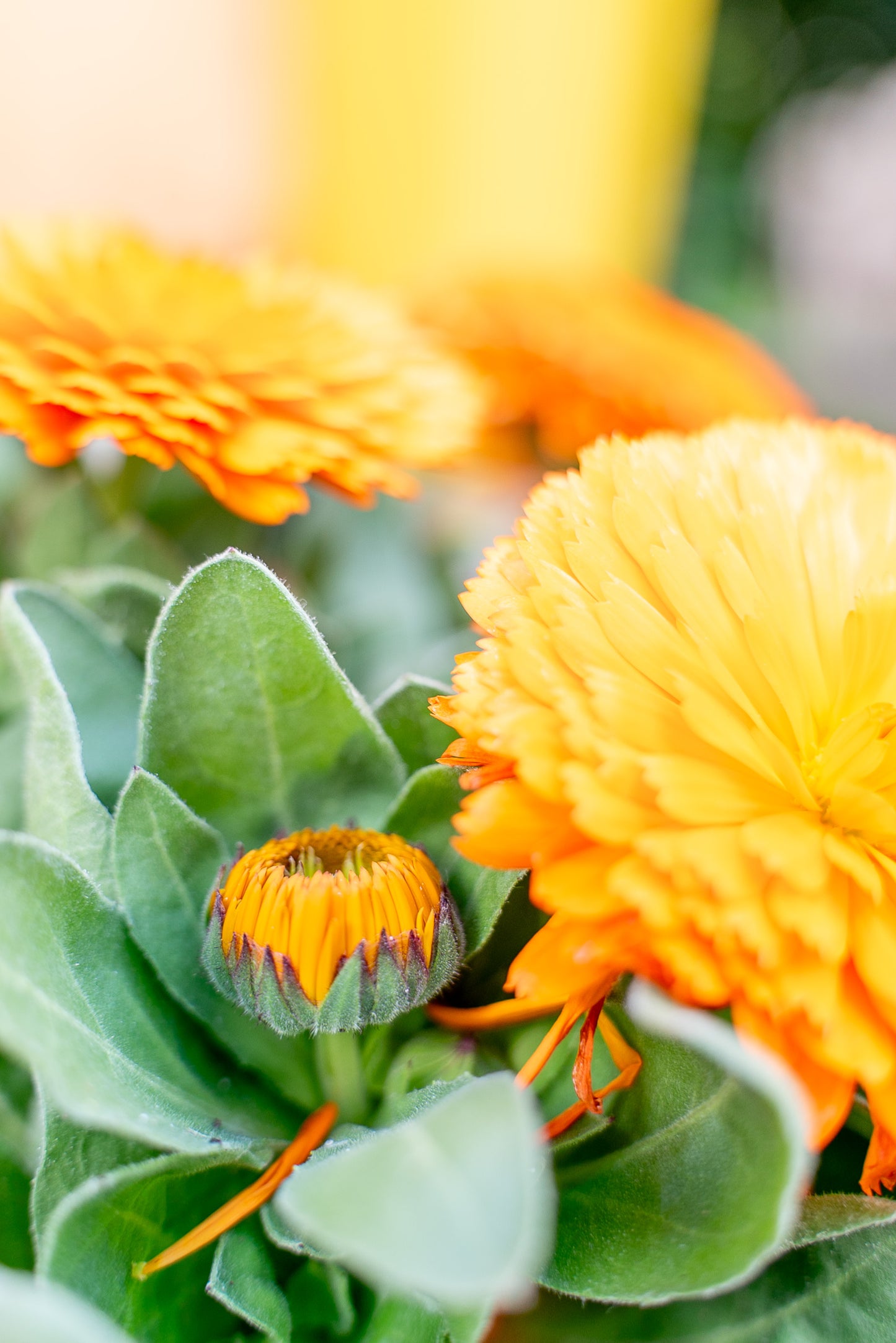 Calendula