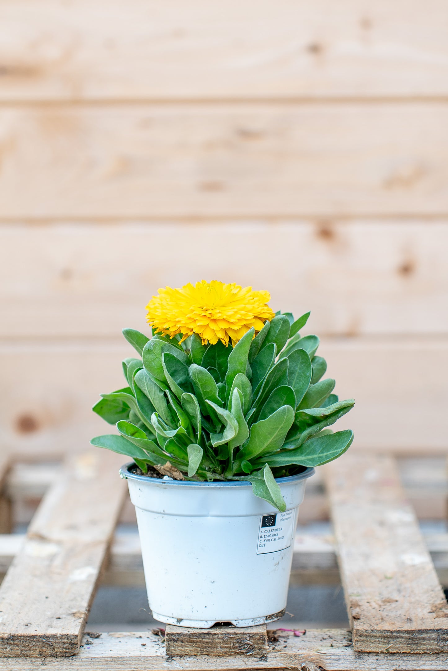 Calendula