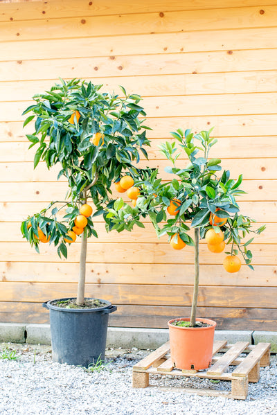 Arancio (Citrus sinensis)