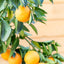 Arancio (Citrus sinensis)