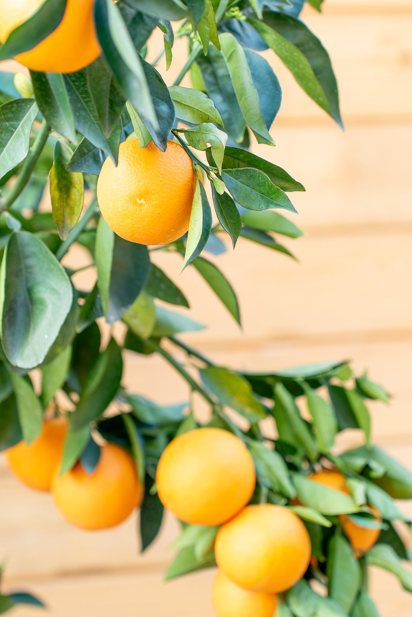 Arancio (Citrus sinensis)