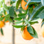 Arancio (Citrus sinensis)