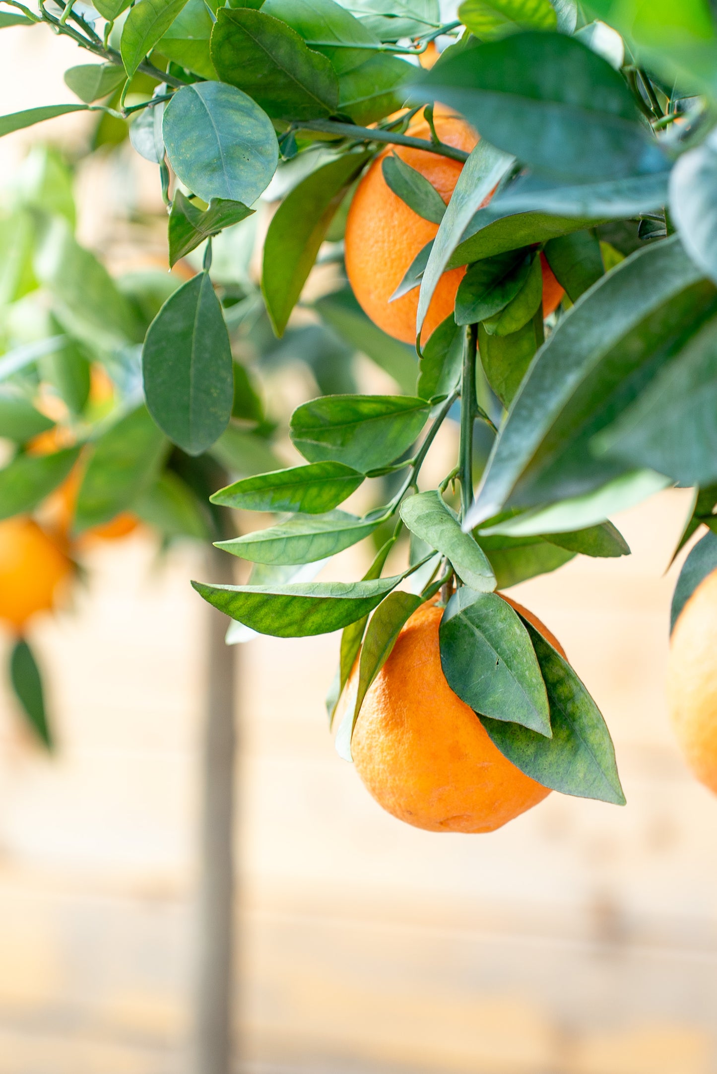 Arancio (Citrus sinensis)