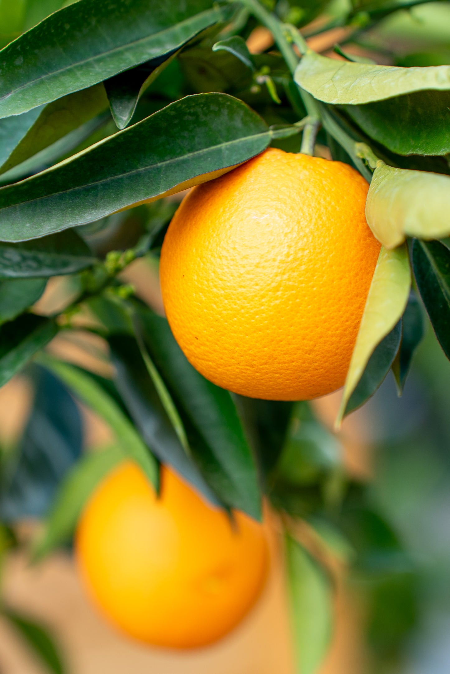 Arancio (Citrus sinensis)