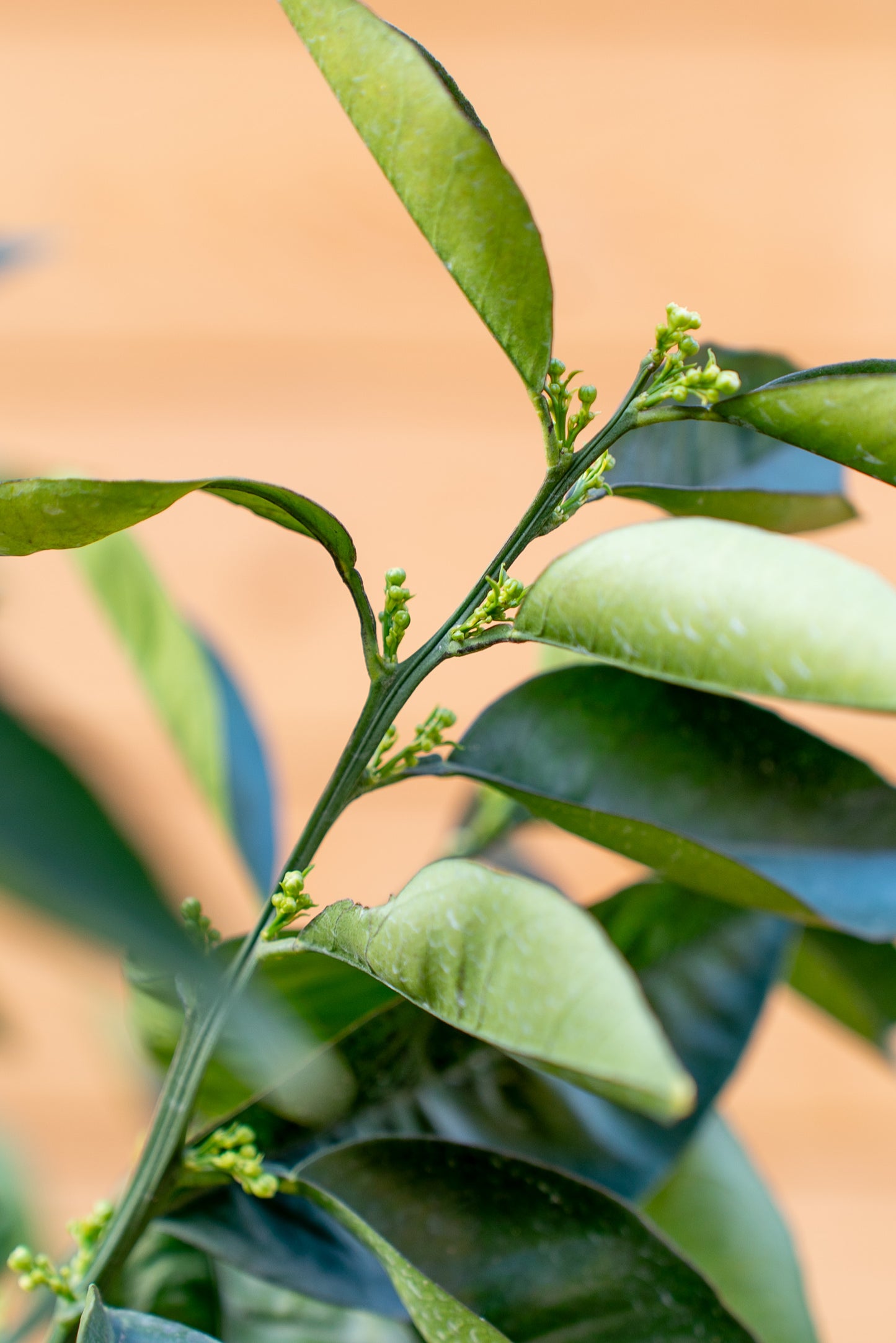 Arancio (Citrus sinensis)