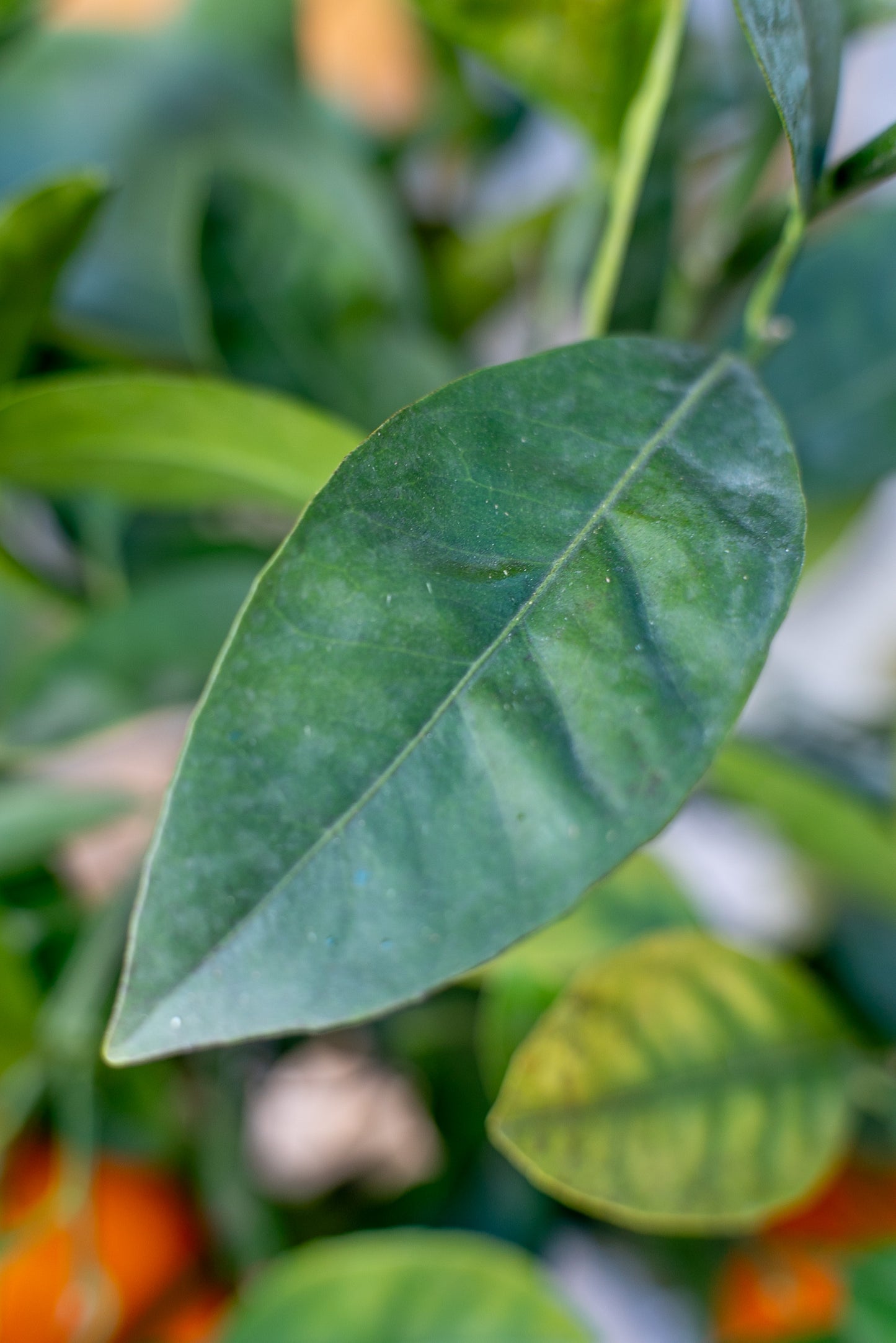 Arancio (Citrus sinensis)