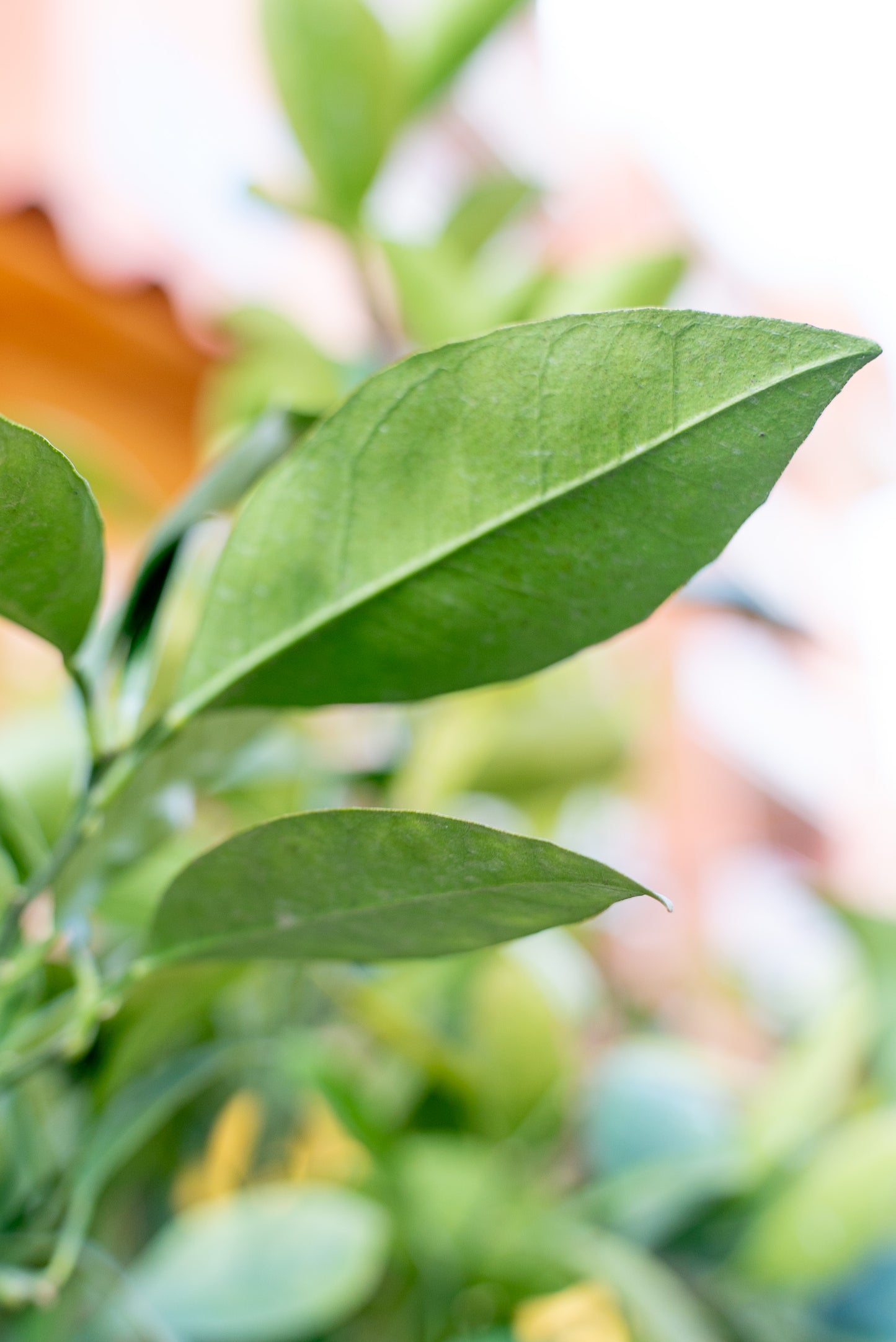 Arancio (Citrus sinensis)