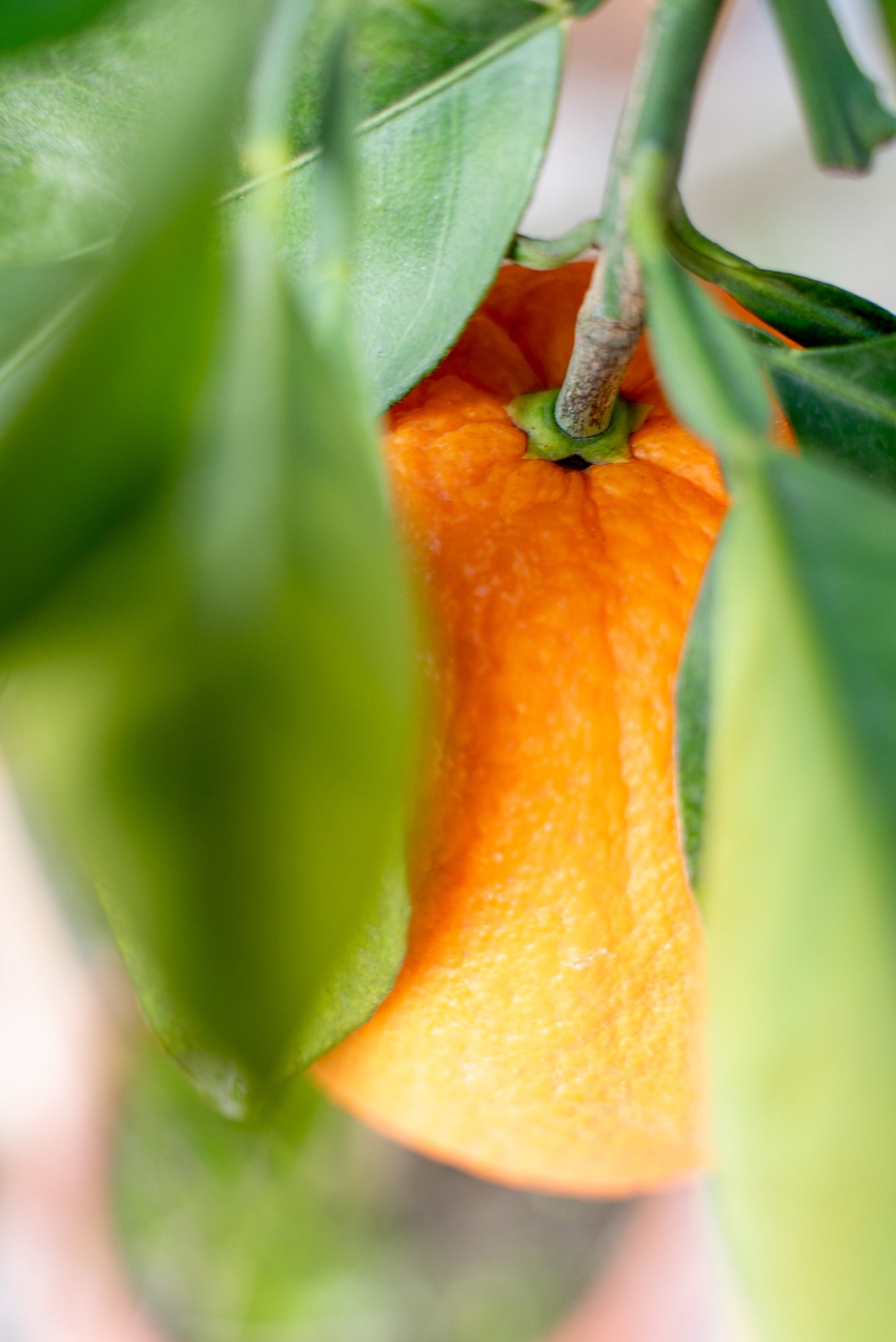 Arancio (Citrus sinensis)