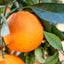 Arancio (Citrus sinensis)