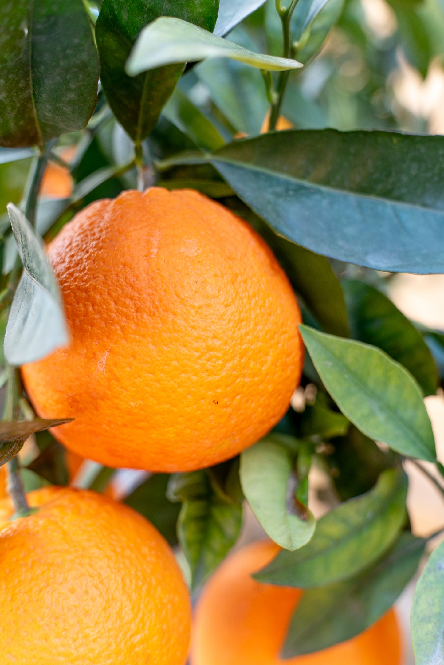 Arancio (Citrus sinensis)